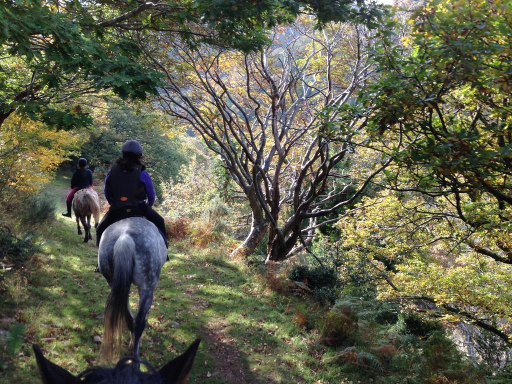 Exmoor Owl & Hawk Centre Bed and Breakfast Bossington Εξωτερικό φωτογραφία
