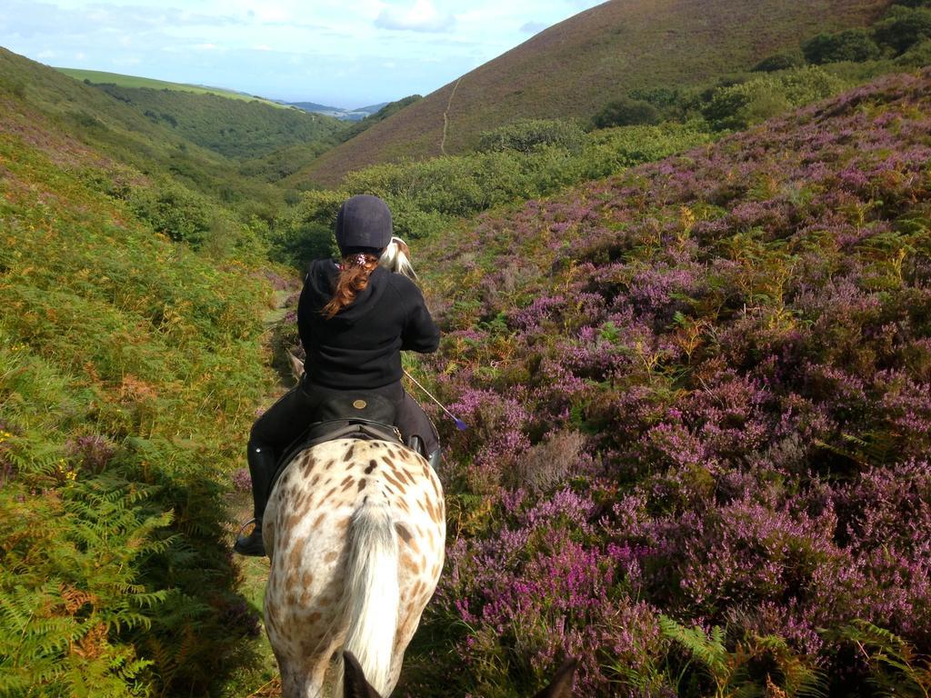 Exmoor Owl & Hawk Centre Bed and Breakfast Bossington Εξωτερικό φωτογραφία